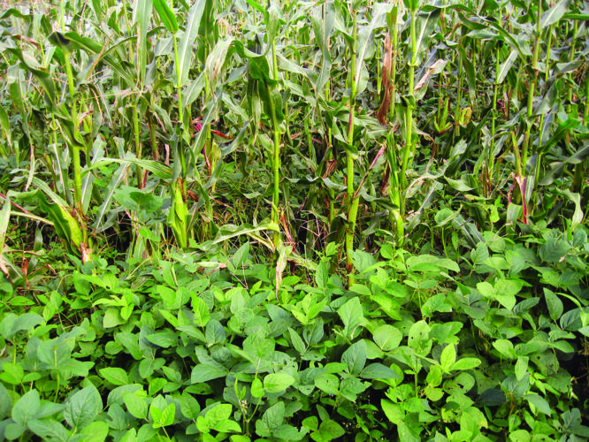 Winter Cover Crops For Vegetable Gardens Mother Earth News